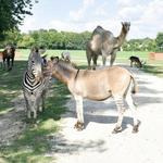 Aikman Wildlife Adventure