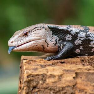 Future Vertebrate Pet Fund