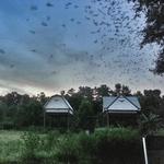 UF Bat Houses