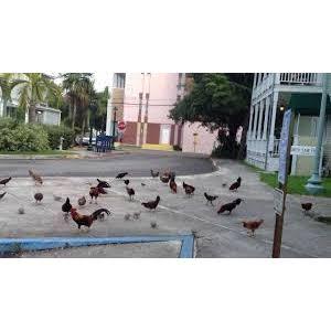 Roosters in key west
