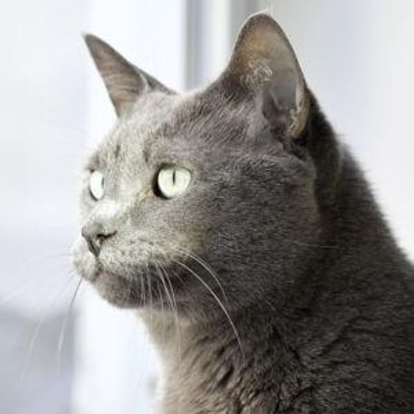 Pet Sitter For Our Honeymoon