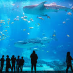 Georgia Aquarium