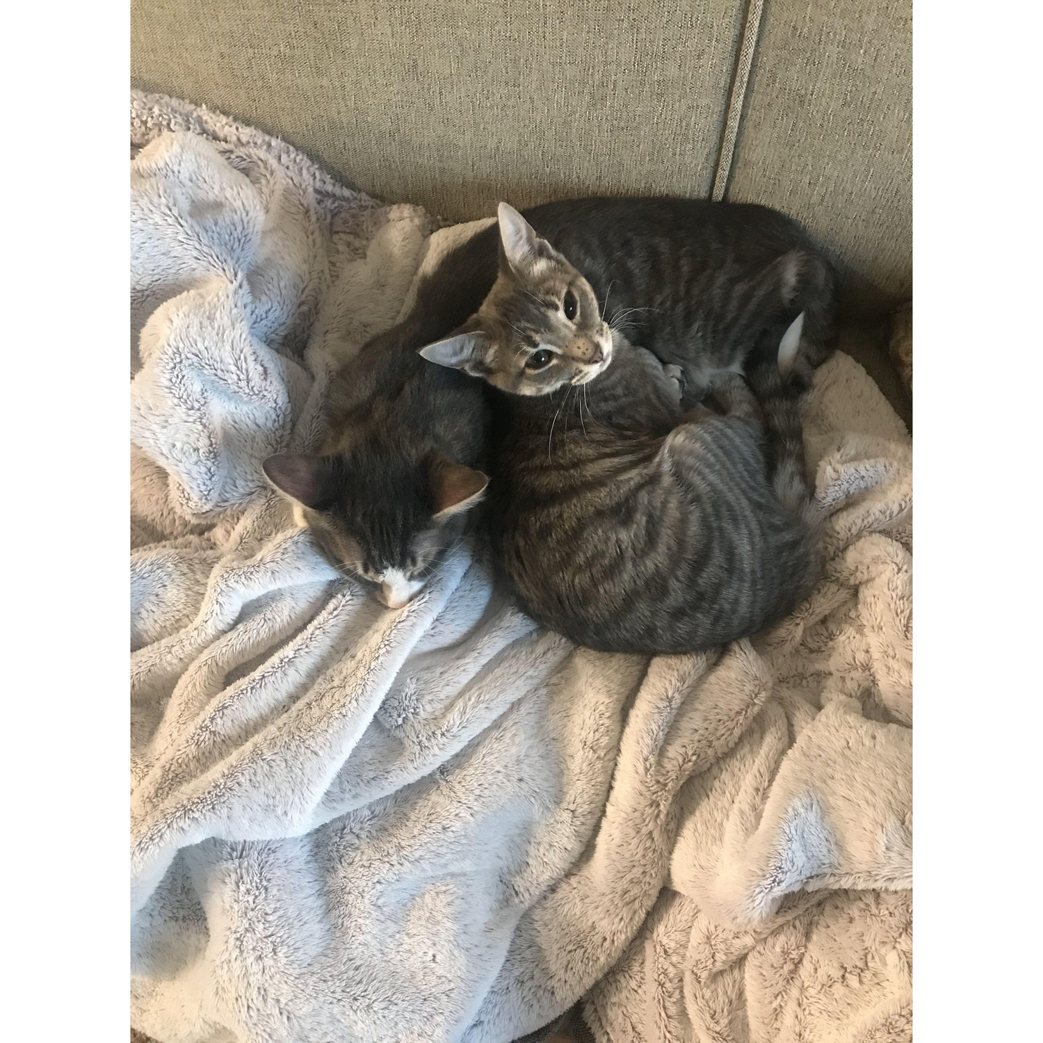 Our fur babies