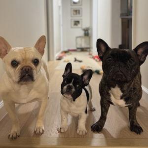 Year's Supply Of Treats
