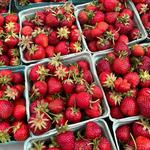 Cazenovia Farmers Market