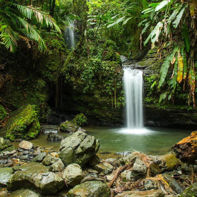 Rainforest Tour for 2