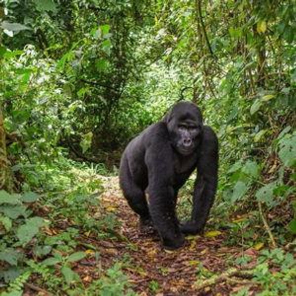 Our Honeymoon Fund: Uganda Gorilla Trek