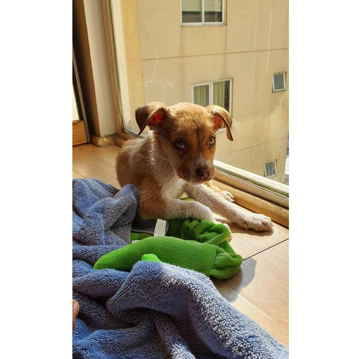 Su primer baño. No fue fan.
Mila's first bath, she wasn't happy.