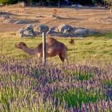 Oasis Camel Dairy