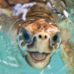 Georgia Sea Turtle Center