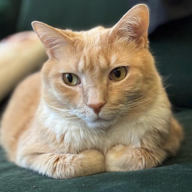 Franklin’s favorite treats & toys
