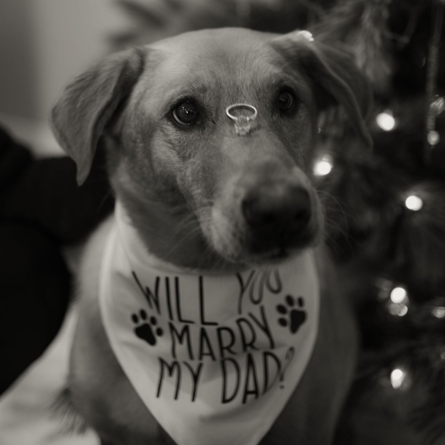 Maleahmphotos
