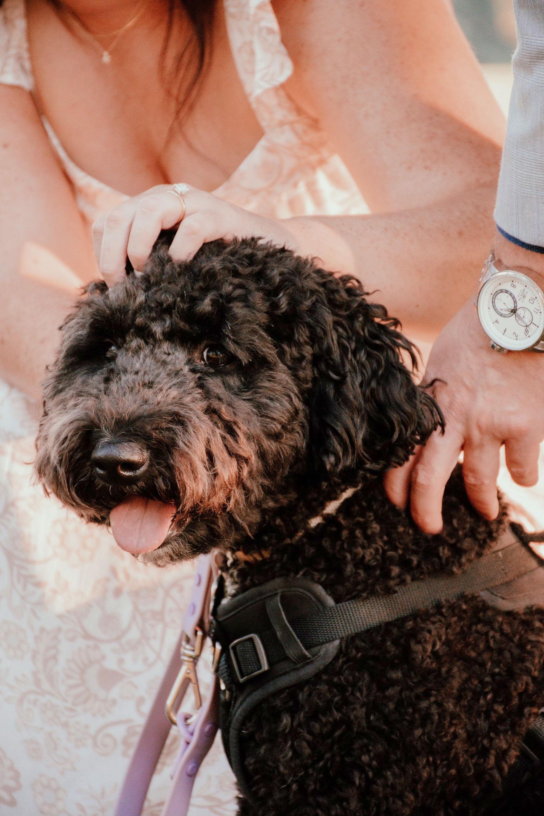 The Wedding Website of Zoe Gepfert and Richard Wendel