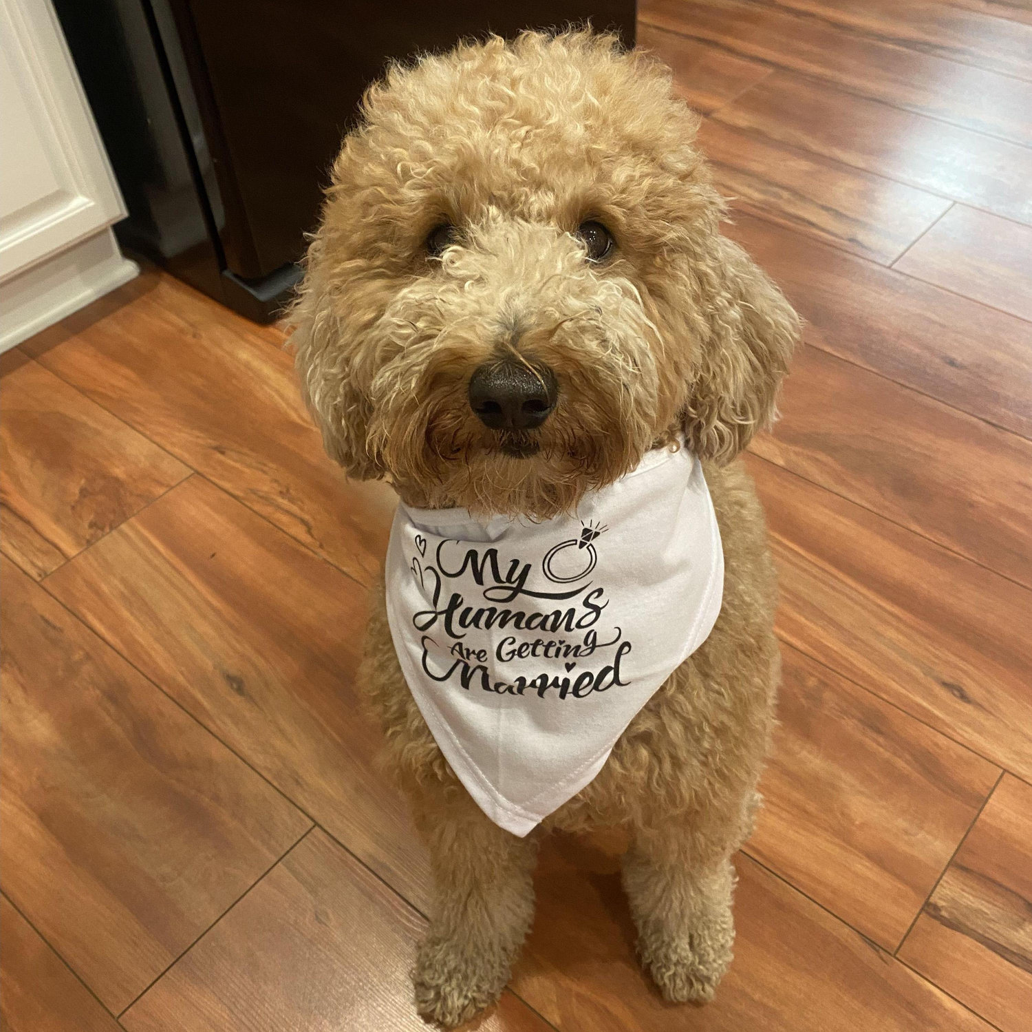 Our favorite girl celebrating her mom and dad getting engaged!