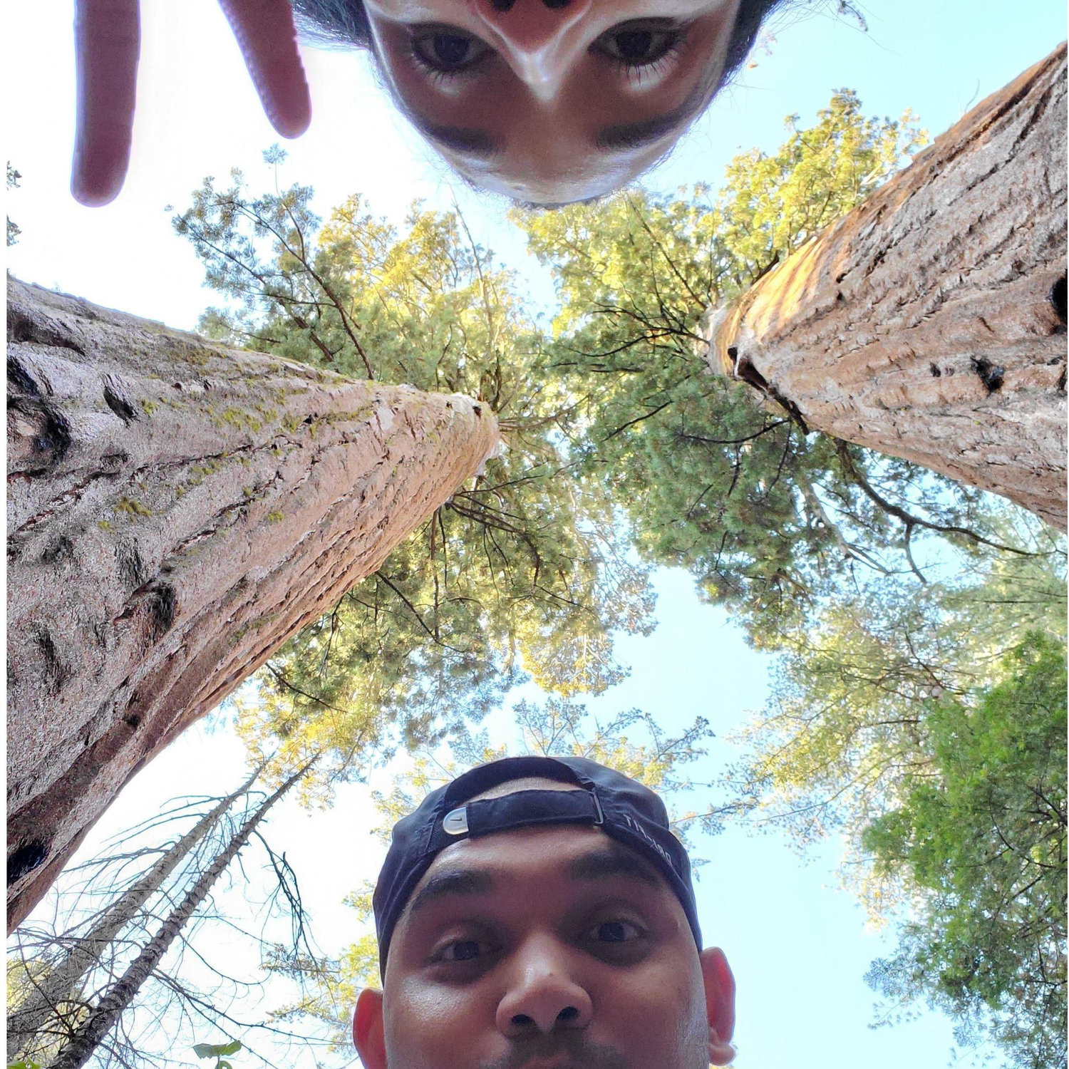 One of our favorite hikes in the Redwood forest