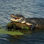 Champagne's Cajun Swamp Tours