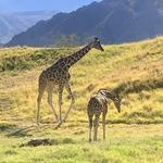The Living Desert Zoo and Gardens