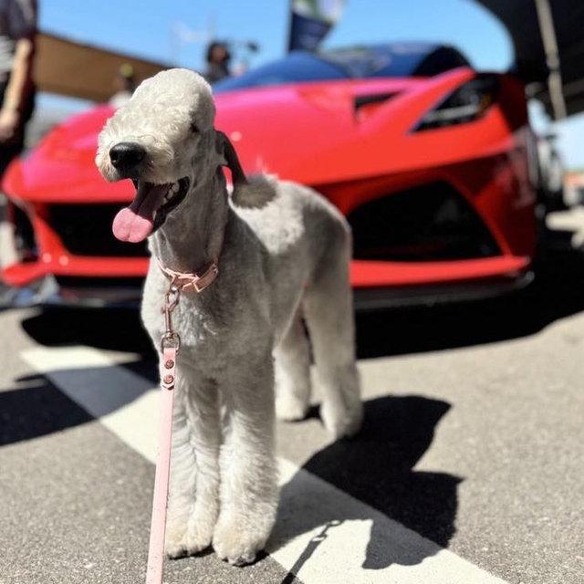 Dog Show Entries