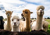 Charnwood Forest Alpacas