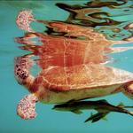 Akumal -Swiming with Turtles