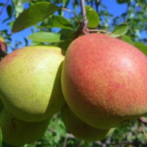 Flemish Beauty Pear Tree