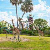 Busch Gardens Tampa Bay