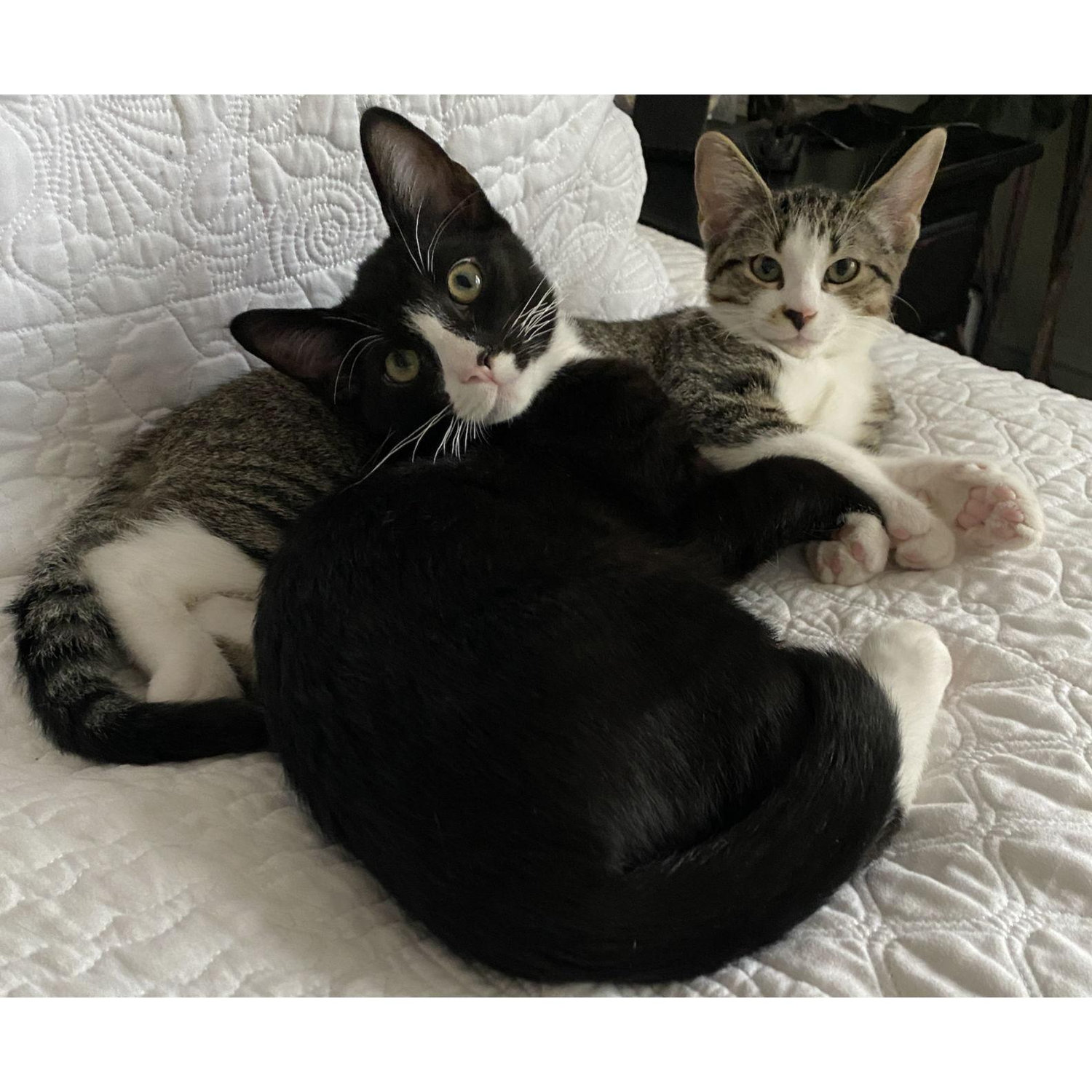 The cuties!! Marius and Sulla were also added to the family in 2021.