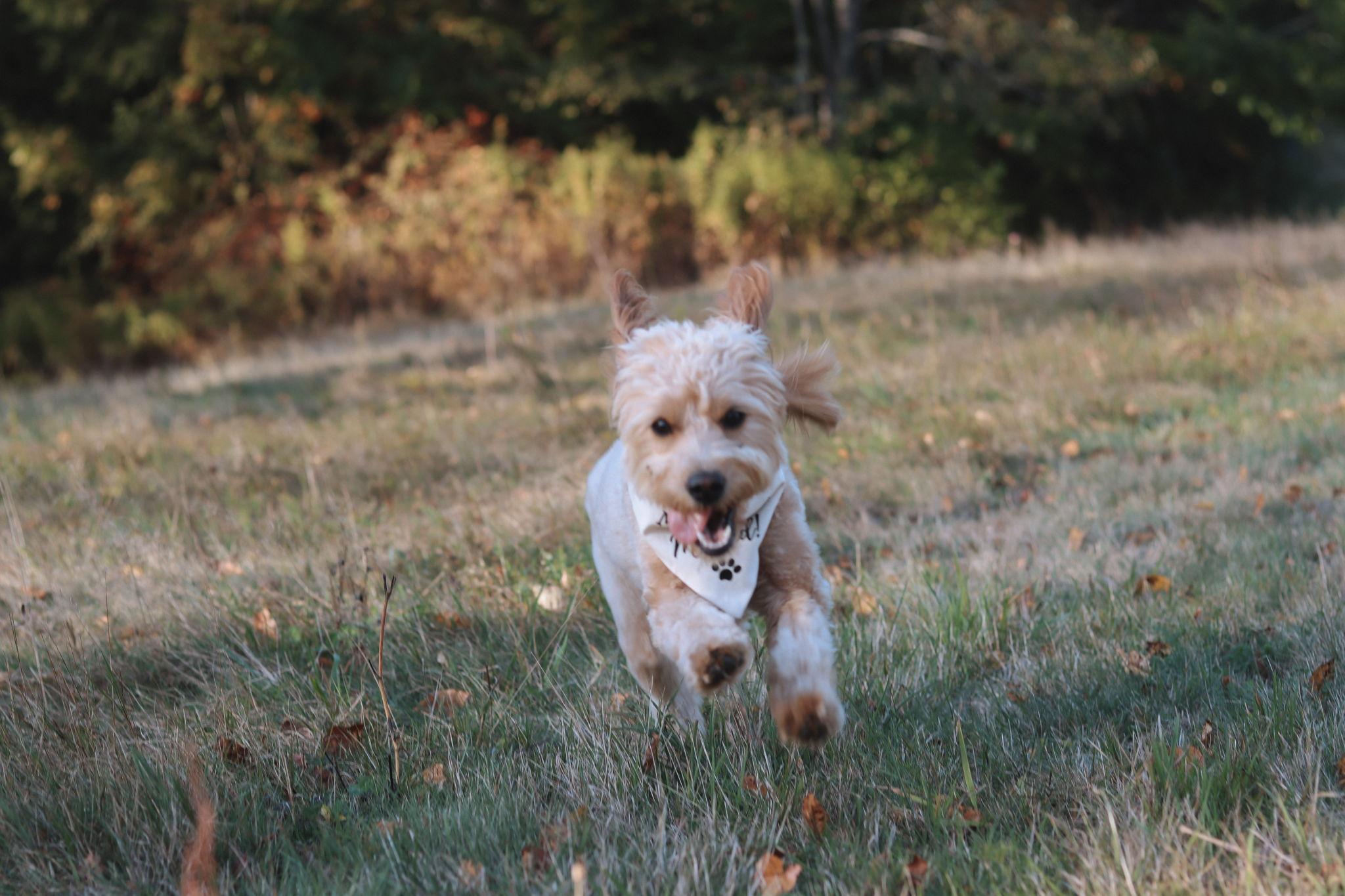 The Wedding Website of samantha merry and tristin lelievre