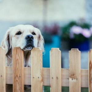 Tico Fence Fund