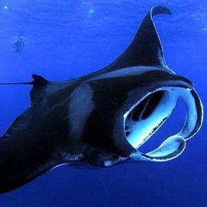 Honeymoon - Big Island Manta Ray Snorkel Tour