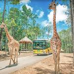 Vinpearl Safari Phú Quốc