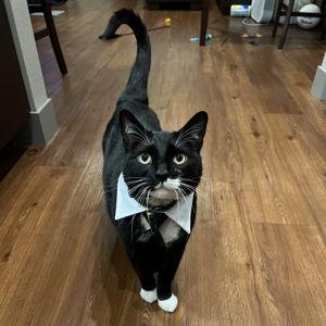 Alfred's Mousie Fund