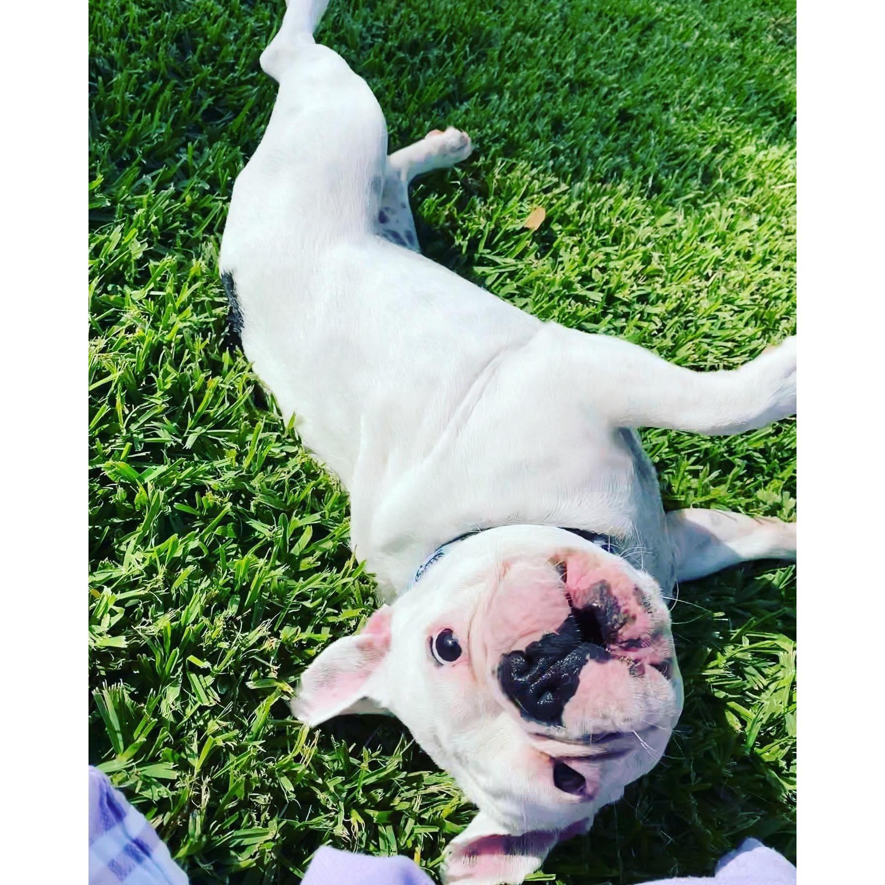 The unforgettable Betty White the Deaf Frenchie. Floow hr in Instagram @bettywhitethedeaffrenchie