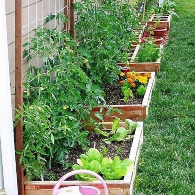 Backyard Garden when we settle