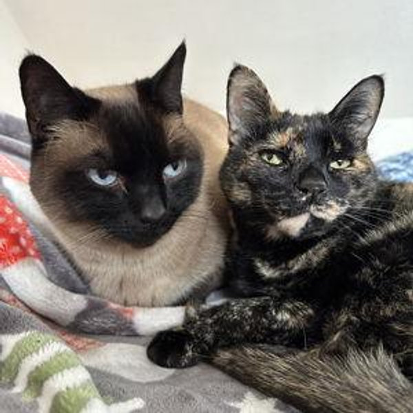 Cat Toys and Treats