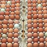 Get Sustainable Local Eats at Deep Roots Farm