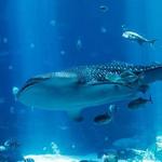 Georgia Aquarium