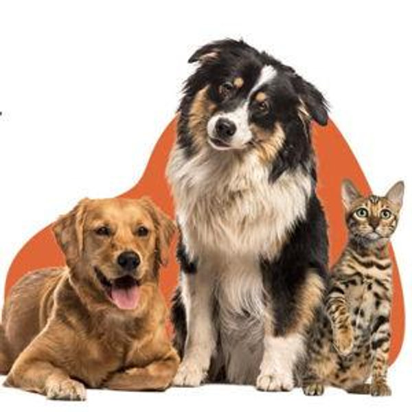 Doggy Daycare Fund