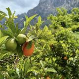 Ecovinyassa