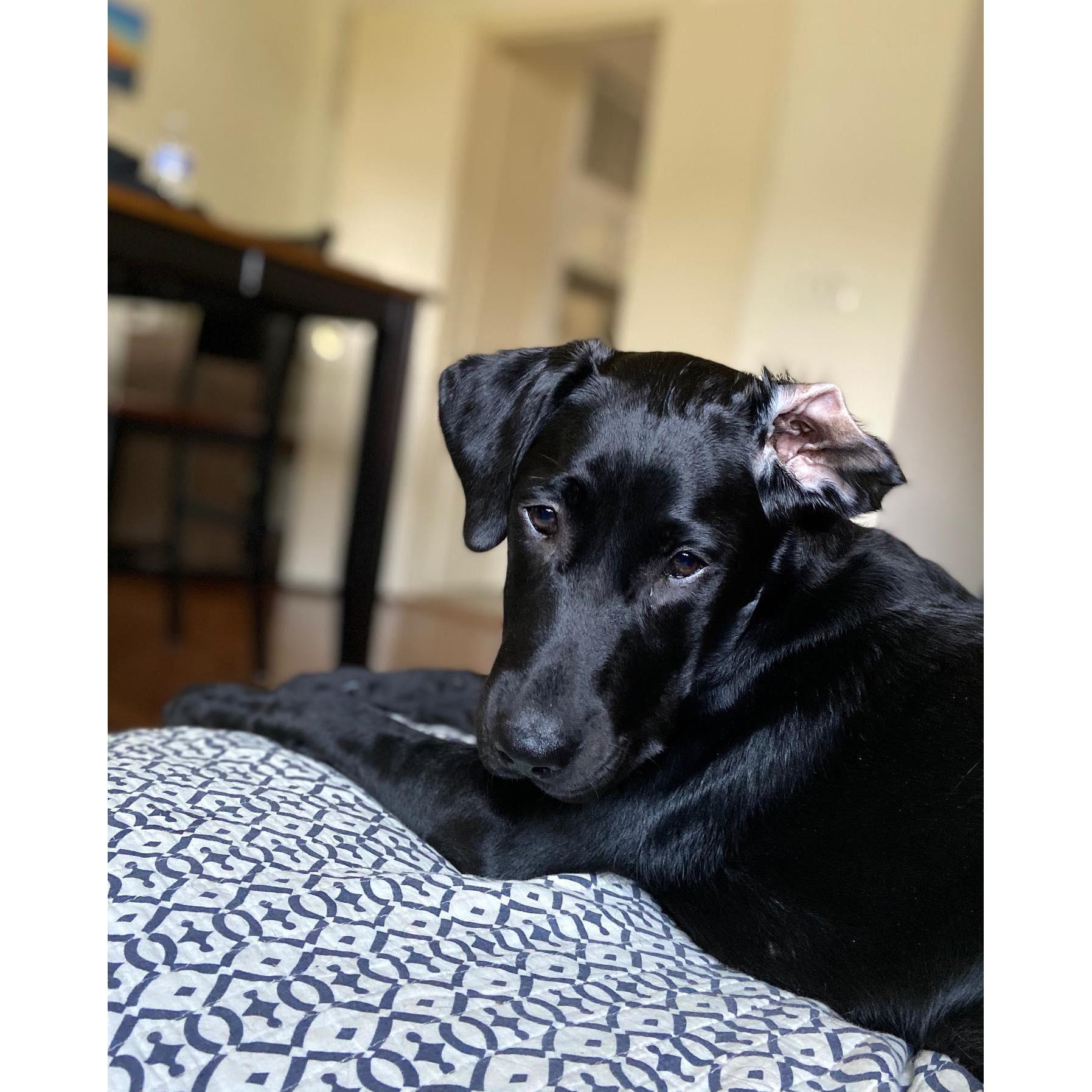 classic Ru ear flip