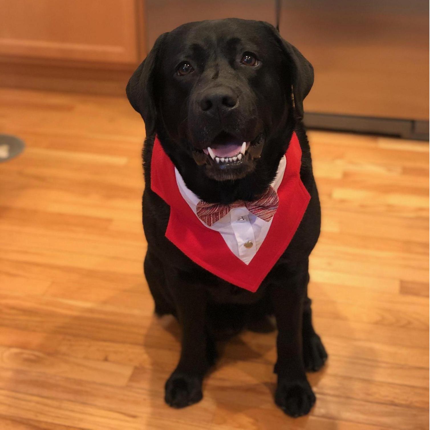 Our little gentleman - and Doug's Service Dog - Blake!