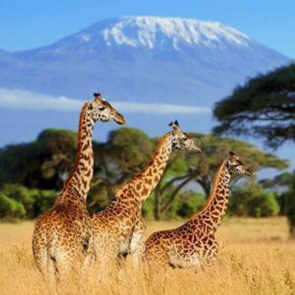 Safari