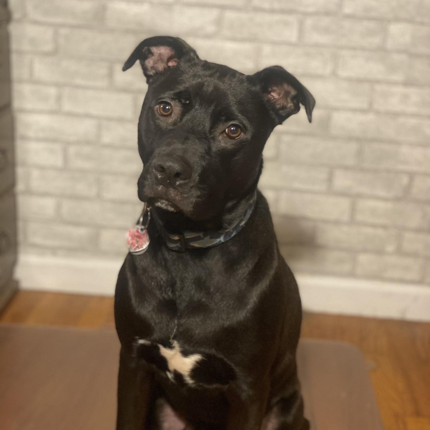 Archie’s Headshot