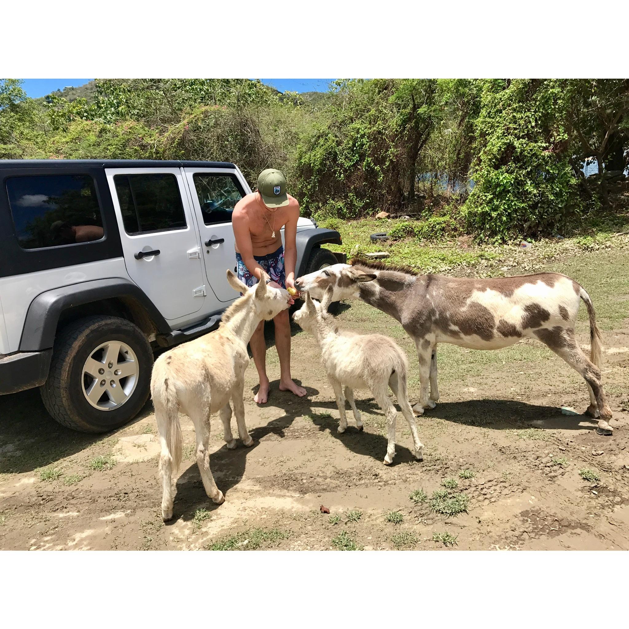 Adam feeding the local donkeys in St. John 2017