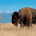 Rocky Mountain Arsenal National Wildlife Refuge