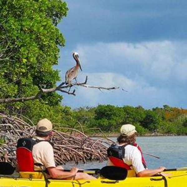 Golden Hour Birdwatching Kayak Tour