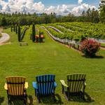 Overmountain Vineyards