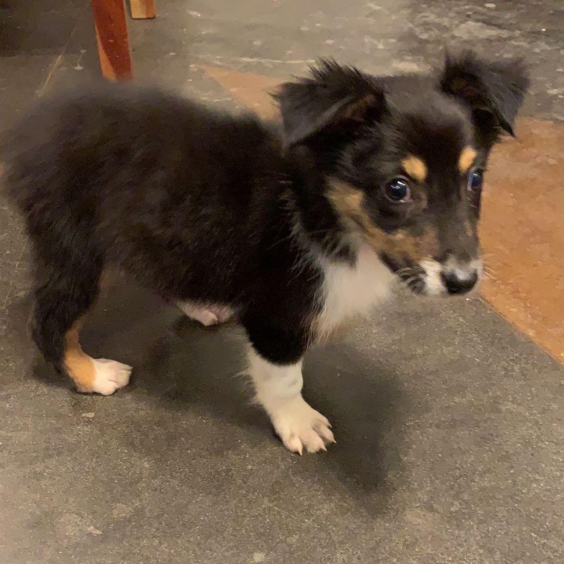The day we got our pride and joy, Uzi!