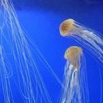 Georgia Aquarium