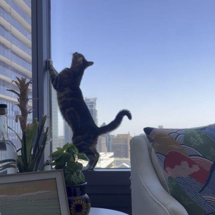 We moved in together in 2022, and Johnny had to get used to cat hair! Love our baby Piccolo!
